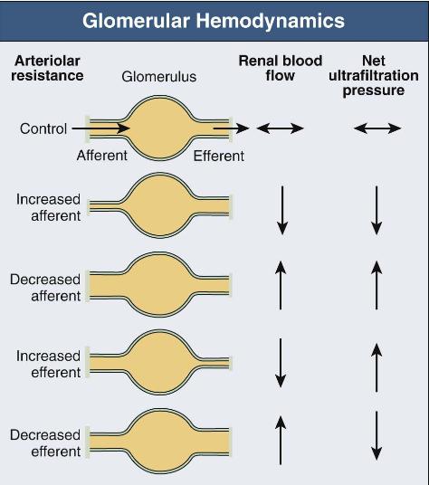 Medisiner spiller inn i reguleringen Afferent motstand Efferent motstand Renal blodflow UF trykk GFR ACEi/AT2 NSAIDs Sympatikus Cyklosporin NSAIDS +ACEI = økt motstand i afferent + redusert