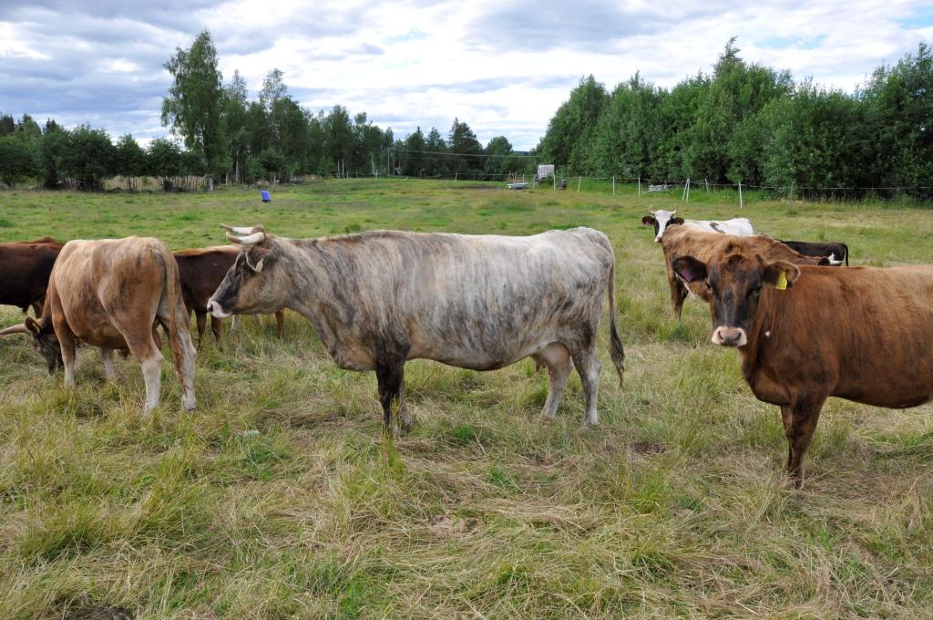 Antall søkere 700 600 500 400 300 200 100 0 2008 2009 2010 2011 2012 2013 2014 2015 2016 2017 Antall søkere som får tilskudd der 100 % av besetningen er bevaringsverdig rase Antall søkere som får