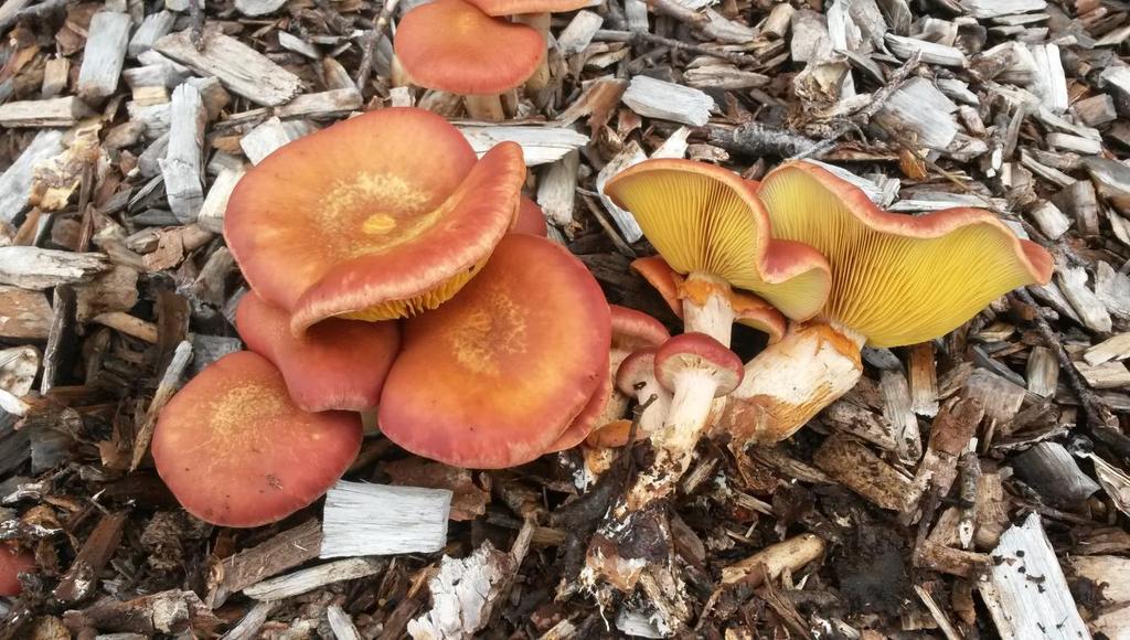 / A cluster of Gymnopilus luteofolius with brown, scaly caps, collected at locality 4.