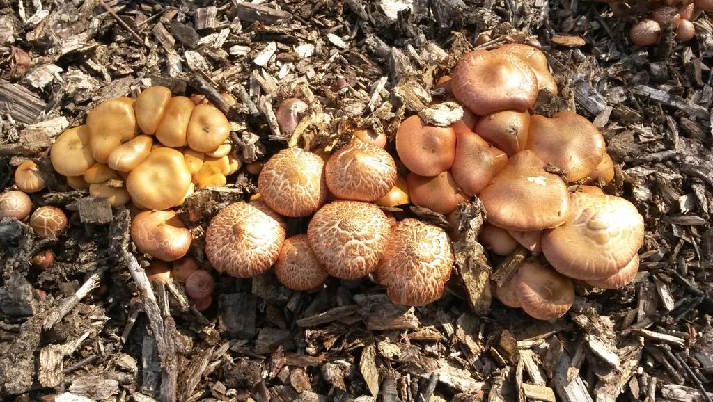 123 Fig. 12. Gymnopilus luteofolius. Tette klynger av fruktkropper med skjellete og glatte hatter, samlet på lokalitet 3. Foto: Geir Mathiassen 21.07.2014. / Gymnopilus. luteofolius. Caespitous fruiting bodies with both scaly and not scaly caps.