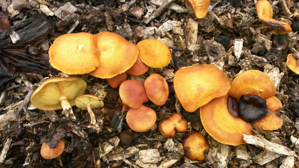 Gymnopilus luteofolius. Gul form, samlet på lokalitet 2. Hattrand flat eller svakt nedbøyd, og høyt på foten en ringsone eller rester av en svak ring.