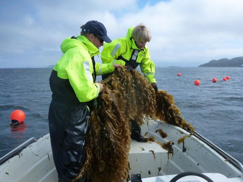 Dagens tekst: Kort presentasjon av SINTEF Eksisterende makroalgeproduksjon Hvorfor dyrke tare i Norge?