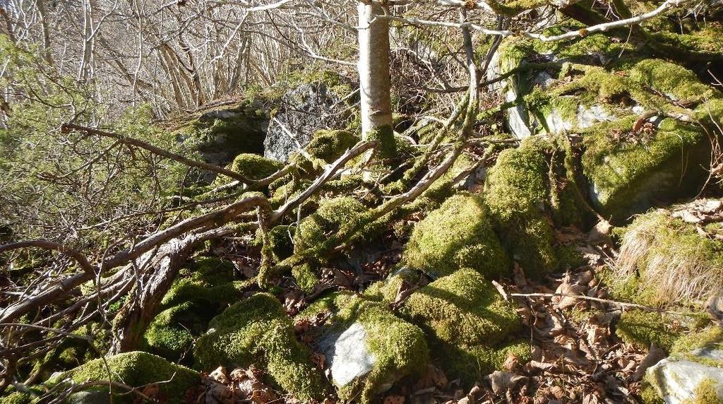 Snøen treffer grener/busker og faller ned som klumper som hindrer dannelsen av glideplan.