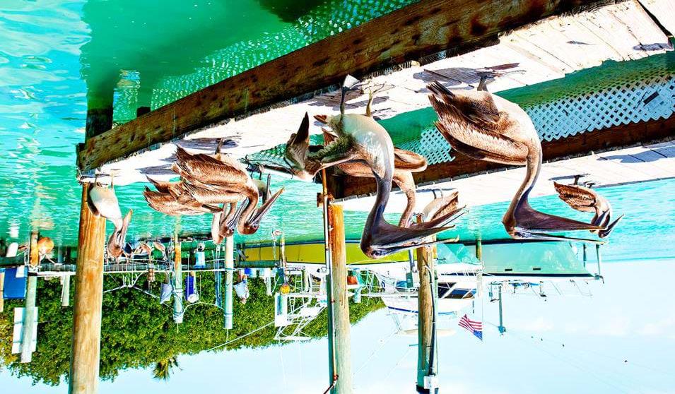 Pelikaner ved Islamorada I dag skal dere både se og oppleve delfiner som svømmer og leker rundt båten deres, og dere får muligheten til å snorkle og svømme ved et skipsvrak dekket med koraller.