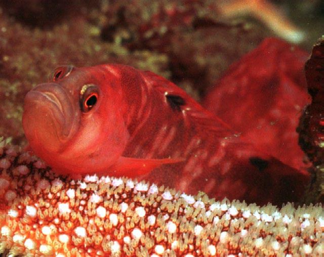 Jomfruland nasjonalpark Verneverdier Jomfruland nasjonalpark er på 117 000 mål og omfatter produktive sjøområder, rikt naturmangfold og vakre landskap.