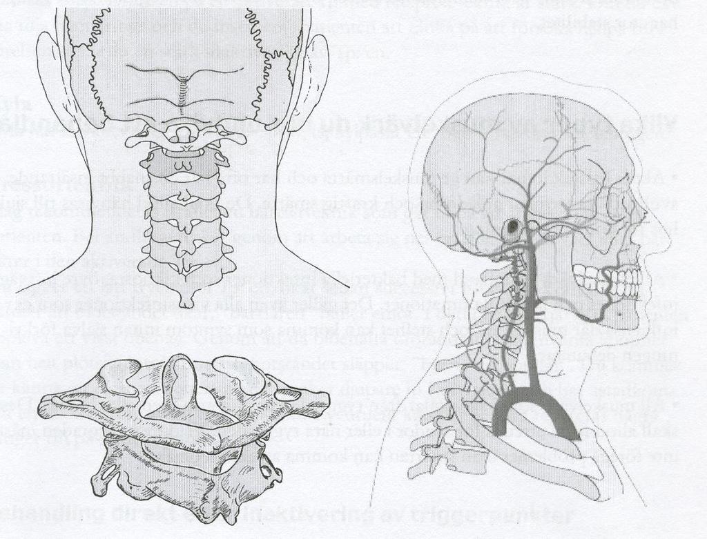 Anatomi hode/nakke A.