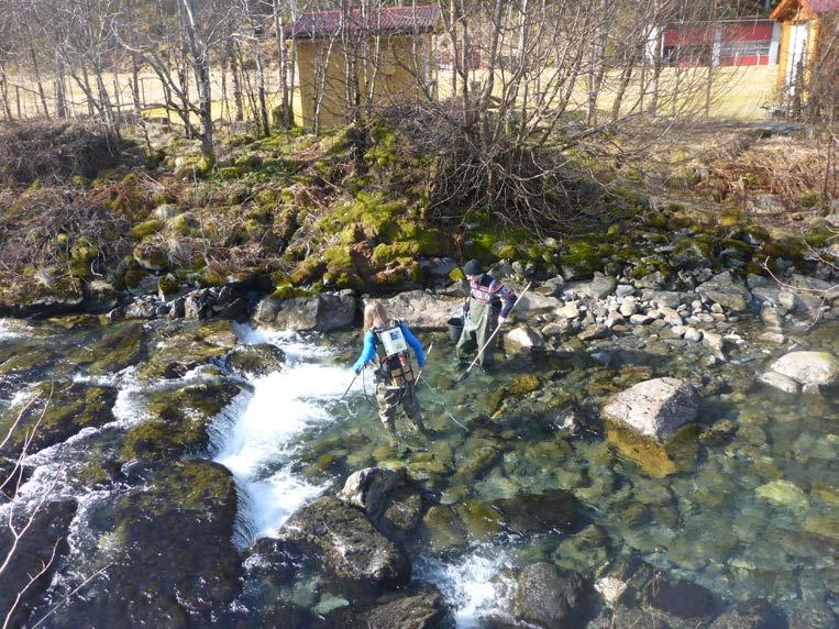Forekomst av rømt ungfisk i elver nær settefiskanlegg i Trøndelag