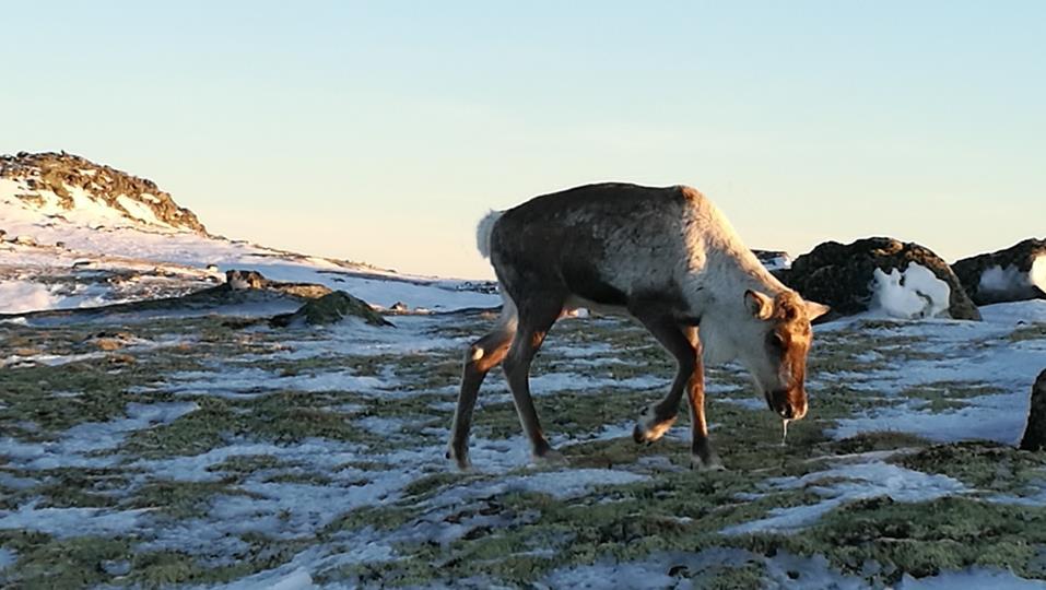 Utvikling hvis ikke intervenering Forekomsten vil øke, vi vet ikke hvor fort, men sykdommen vil ikke dø ut av seg selv Sykdommen vil spres via blant