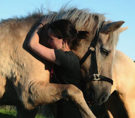 Nordlandshest/lyngshest skal være en harmonisk hest, vise utstråling og vitalitet samt ha godt lynne. Innen rasen finner man en viss variasjon i typer, fra de lettbygde til de litt tyngre individer.