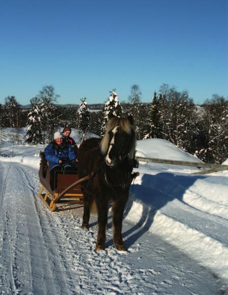 Vil aldri leve uten en nordlandshest/lyngshest på gården.