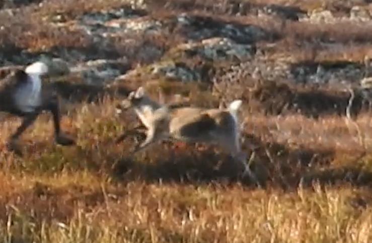 avstanden fra øye til mule Liten- middels: Virker liten, men mer utviklet enn kategori