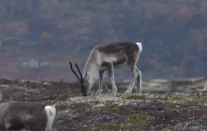 Geviret inntil 2x avstanden øye mule, ikke forgreninger i gevir Middel- stor: Mangler