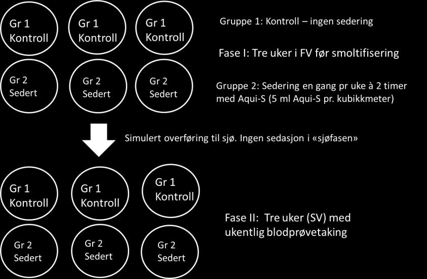 For å belyse tematikken sedasjon ønsket vi allikevel å sammenligne Aqui-S med et alternativt sedasjonsmiddel. I ett av forsøkene ble det derfor brukt Finquel som sedativ, i tillegg til Aqui-S.