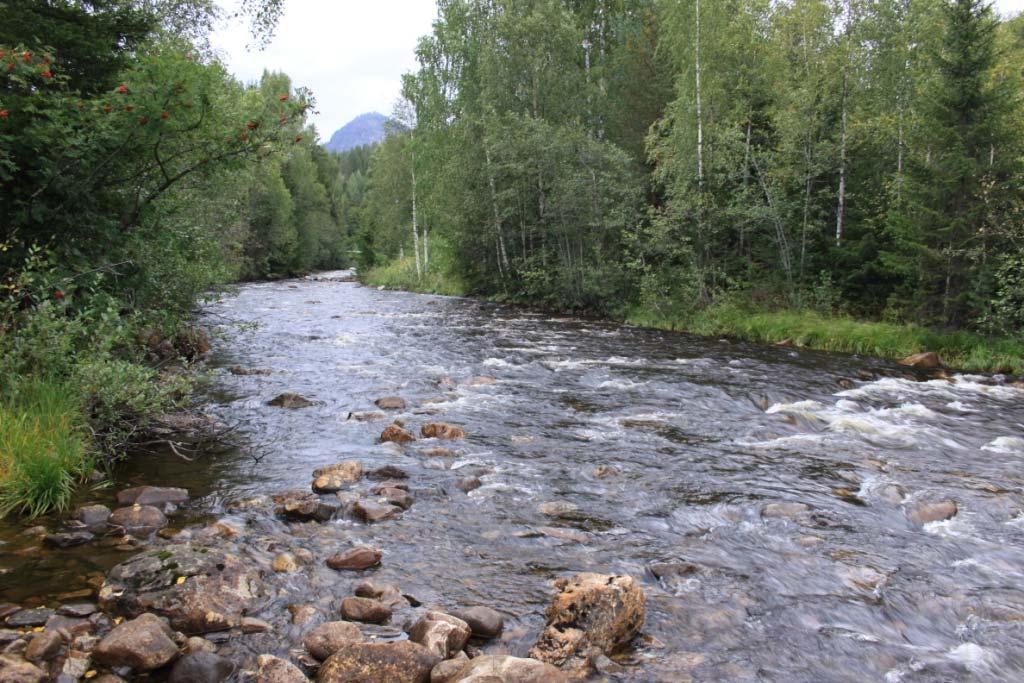 Foto: Geir Høitomt   Foto: