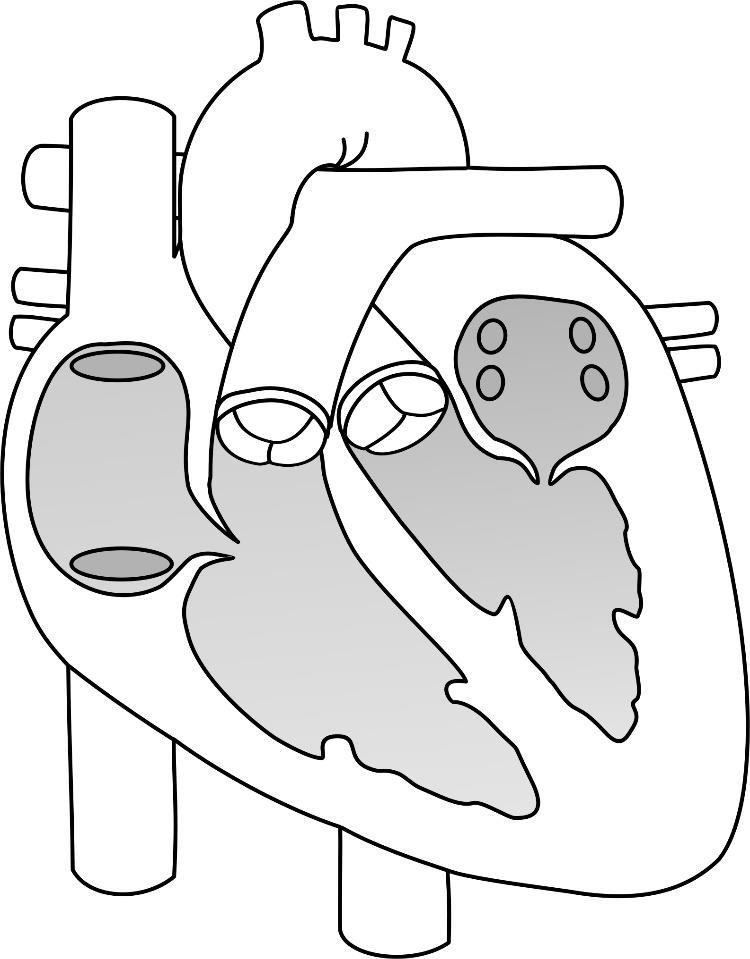 Oppgave 2 Sirkulasjonssystemet og respirasjonssystemet (15 poeng) a) Navngi de seks nummererte strukturene på illustrasjonen av hjertet. Du kan velge å bruke norske og/eller latinske benevnelser.