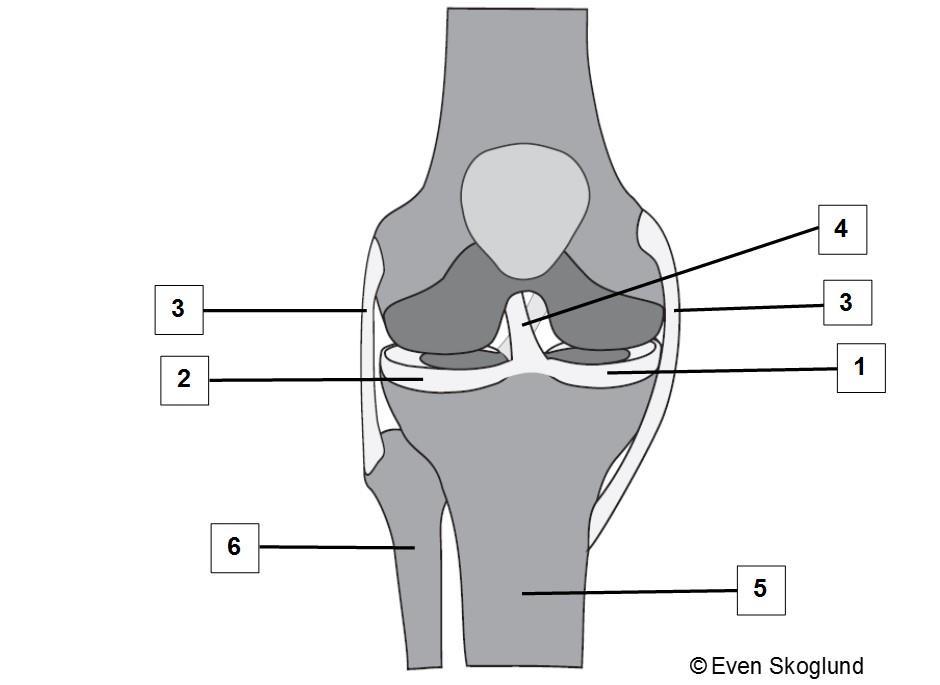 Oppgave 6 Skjelettet og hormonsystemet (15 poeng) a) Hva heter følgende skjelettstrukturer på latin? (5 poeng) 1. Lårbeinet 2. Ribbein 3. Skulderbladet 4. Spolebeinet 5. Albubeinet 6.