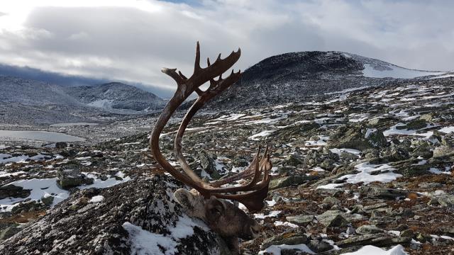 ÅRSMELDING 2017 For Snøhetta villreinområde