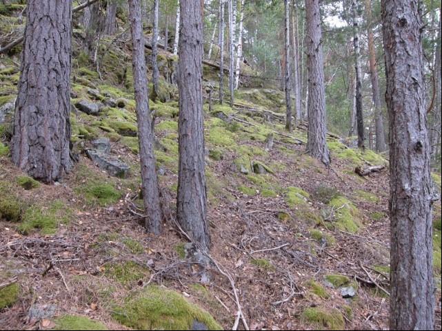 Verneplan for skog Tilrådning om vern av Urdalen naturreservat i Tinn kommune Mosedominert eldre