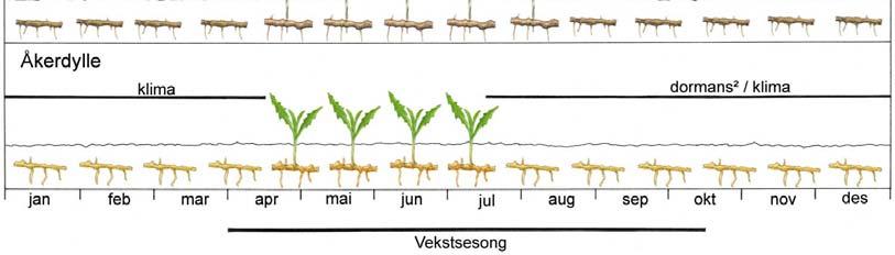 Figur 7. Prinsippskisse som illustrerer hva som skjer med underjordiske vegetative planteorgan (jordstengler eller formeringsrøtter) når disse deles opp til ulike tidspunkt i vekstsesongen.