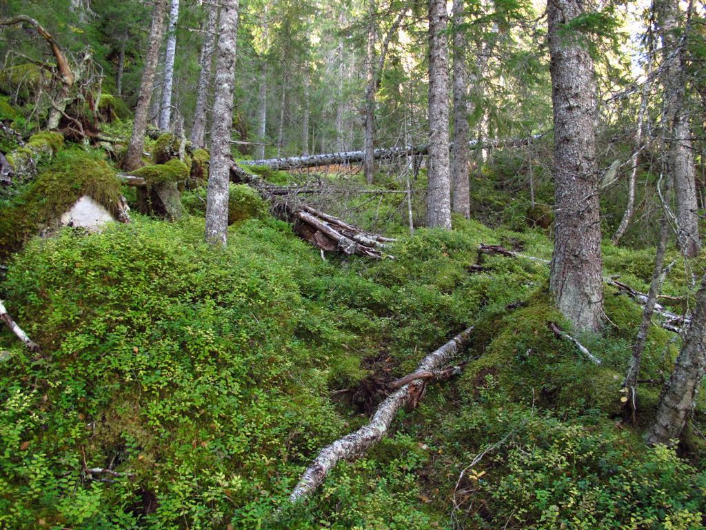 ved kjerneområdet.