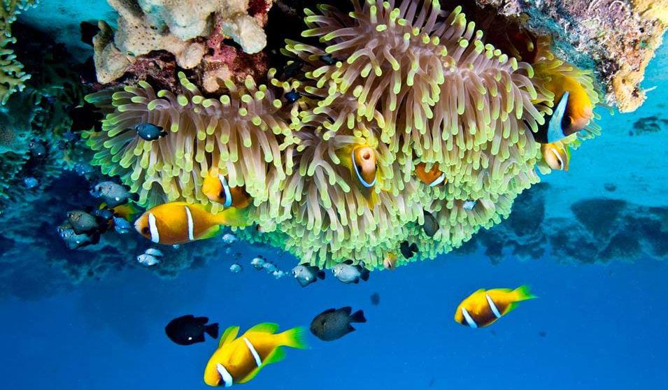 Tropiske fisk på Great Barrier Reef Overnatting: Waters Edge, Port Macquarie Dag 15: Port Macquaire - Sydney På vei mot Sydney går turen innom det fantastiske vinlandet Hunter Valley, hvor dere har