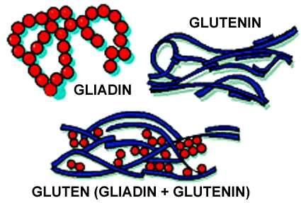 Gluten definitions Gluten as in Gluten