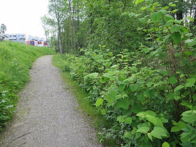 Under befaringen ble det samlet inn noe materiale av insekter langs kantsonen. Det ble gjort funn av én rødlistet bladveps (Macrophya punctumalbum) (figur 5).