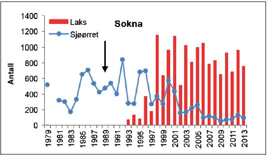 Figur 7. Fangster av laks og sjøørret (avlivet fisk) fra 1979-2013. Kalking i omfang fra 1989. Kilde: Miljødirektoratet 2014.