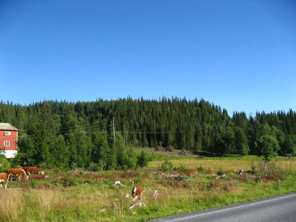 11 7. Deponi og riggområde(kjønnås) Profiltegninger V125 og V126 og oversiktstegning V108.. Bilde 7: Deponi- og riggområde Kjønnås. Terreng- Bordybder Koordinater Hull nr.