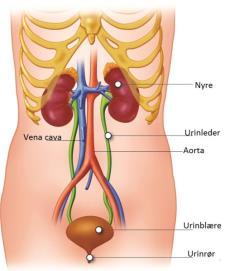 Urinveienes oppbygning Urinveienes oppbygning Urinveiene To nyrebekken To urinledere Urinblære Urinrør Fra nyrebekkenet føres urinen gjennom urinlederen til urinblæren, og tømmes fra kropp