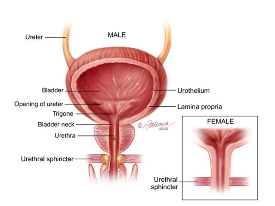 Urinblæren Ligger i bekkenet bak symfysen. I urinblærens vegg er det flere lag glatt muskulatur som trekker seg sammen ved vannlating.