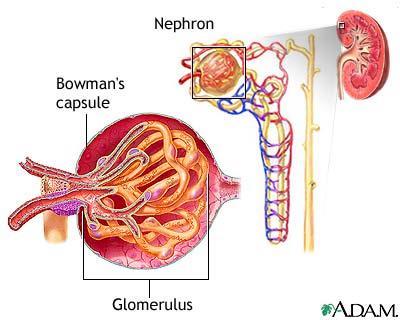 Nefronet Består av Glomerulus (kapillærnøste) og tubulussystem (rørsystem).