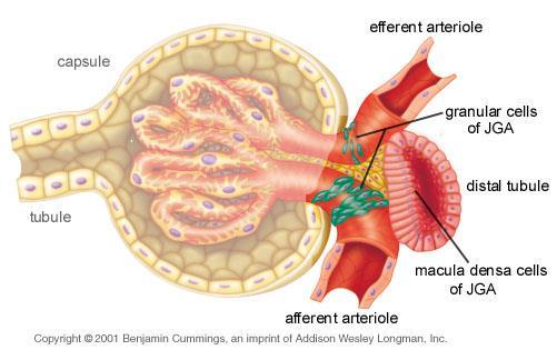 Nyrebark Nyremark Nyrebekken Bowmans kapsel Glomerulus Pyramide Urinleder (Ureter) Rørsystem (tubuli) Kapillærer Filtrasjon fra glomerulus til Bowmans