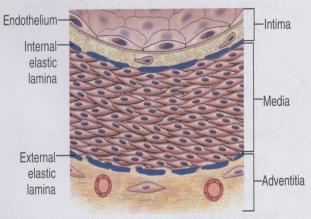 Bindevev med nerver og blodårer (vasa