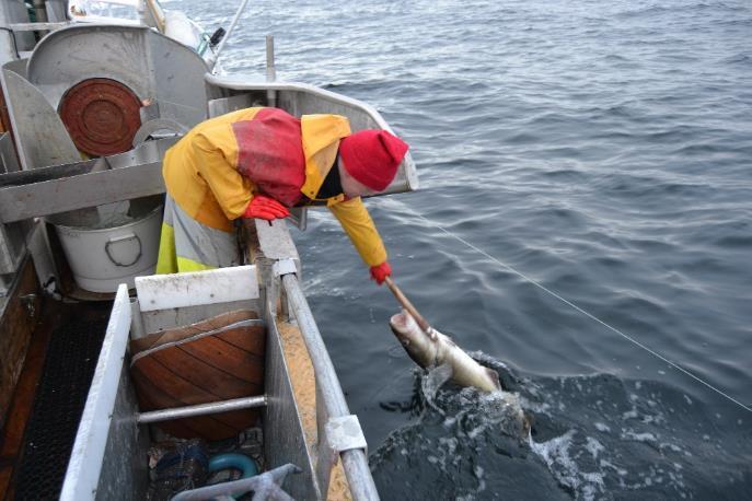 Fiskeriene: Dynamiske og uregjerlige Fiskeriforvaltning er et «ondt problem Økologiske variasjoner - 80% av fiskeressursene forvaltes i samarbeid Sesongfiskerier store volum på kort tid Sektoren