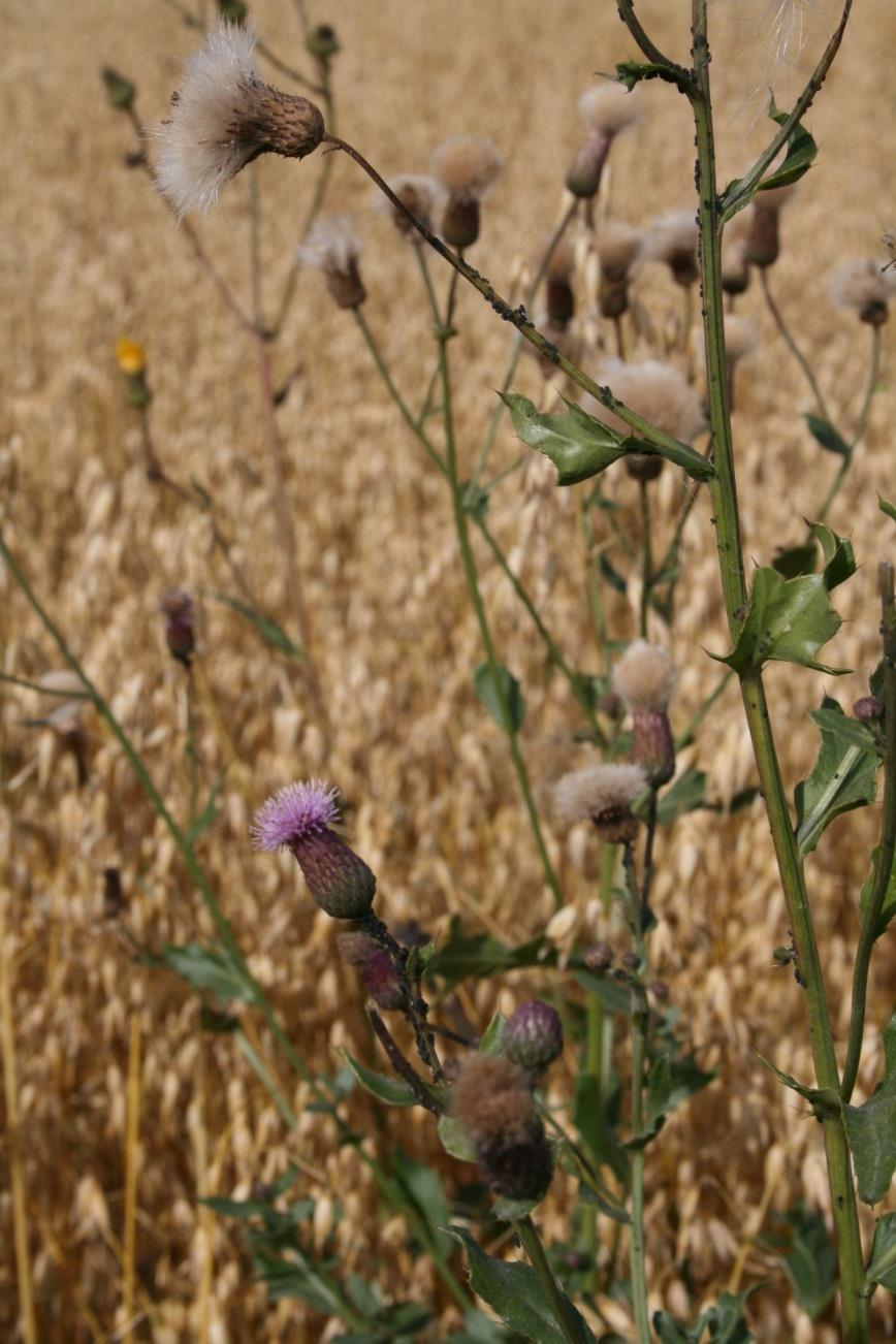 8 Åkertistel cirsium