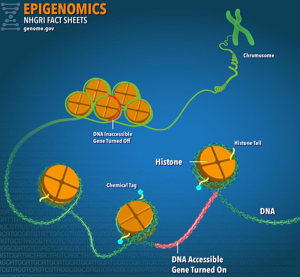 Epigenetikk Påvirker genuttrykk ikke sekvens av