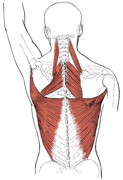 M. latissimus dorsi den store brede ryggmuskelen 19 M. latissimus dorsi forts.