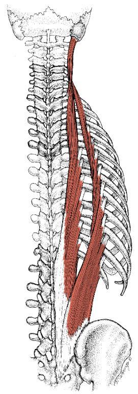 Mm. erector spinae Ytre lag: Kan deles inn i 3 deler: 1. M. iliocostalis (lateral) Består av en lumbal, thorakal og cervikal del 2. M. longissimus (intermediær) Består av en lumbal, thorakal, cervikal og capitis-del 3.