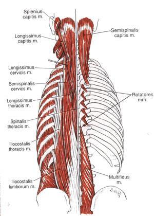 Costae, processus transversus, processus spinosus, caput Funksjon: Dobbelsidig virkning: ekstensjon av columna vertebralis Ensidig virkning: Rotasjon og lateralfleksjon av columna vertebralis til