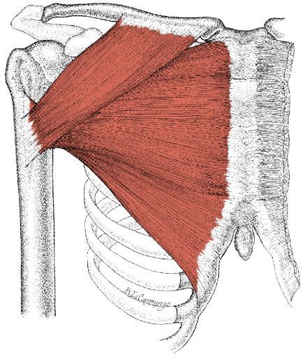 pectoralis major den store brystmuskelen Pars clavicularis U: Mediale halvdel av clavicula Fu: Fleksjon + innoverrotasjon i