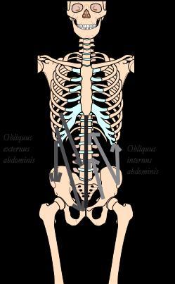 inguinale Funksjon unilateralt: - lateralfleksjon av torso Funksjon bilateralt: - rotasjon av torso til