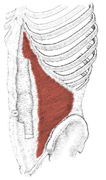 M. transversus abdominis -den tverre bukmuskel