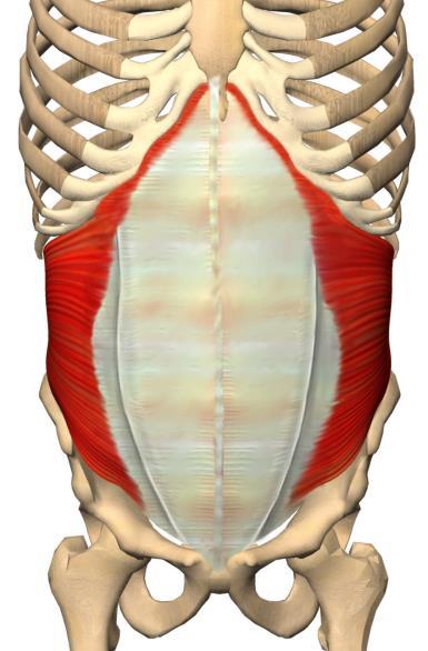 fascia thoracolumbalis - crista iliaca - ligamentum