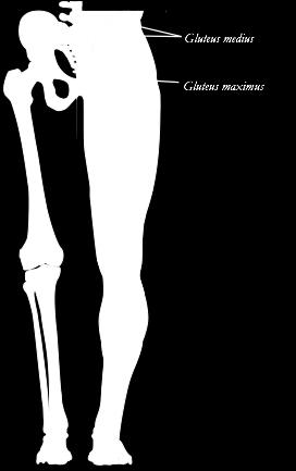 Muskler i sete og ben Anatomiboken Muskelanatomi side 98-107 Topografisk anatomi side 169 47 M.