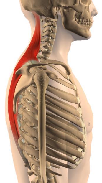 rhomboideus (minor och major) Utspring: -