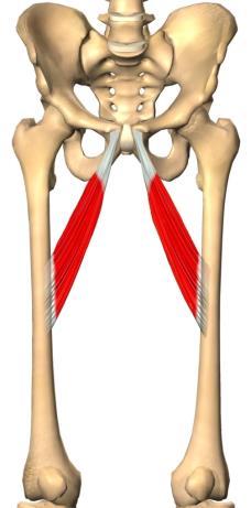 Korte adduktorer Utspring: - os pubis