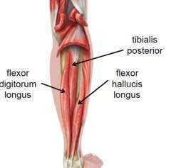 De dype leggmusklene M. Flexor digitorum longus M. Tibialis posterior M. Flexor hallucis longus 77 De dype leggmusklene forts.