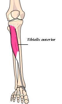 De dype leggmusklene forts. Funksjon: M. Tibialis posterior: - Plantarfleksjon i art. talocruralis M. Flexor digitorum longus: - Fleksjon i digitorum 2-5, plantarfleksjon M.