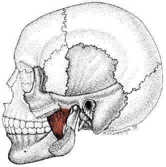 ekstensjon, rotasjon og lateralfleksjon av hodet 15 M.